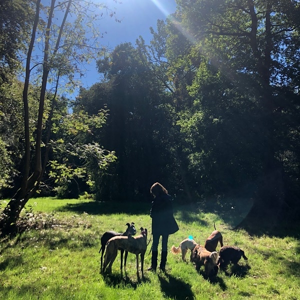 tails of tilehurst dog training web site