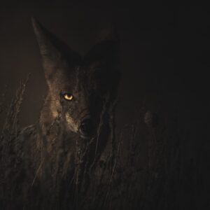 eco-website-designers